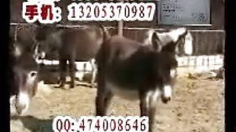 驴交视频