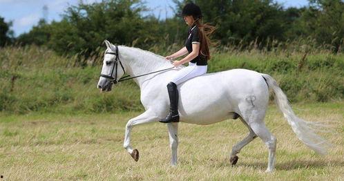 骑乘视频,捕捉速度与激情的精彩瞬间