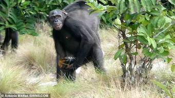 黑猩猩视频,揭秘灵长类动物的智慧与情感