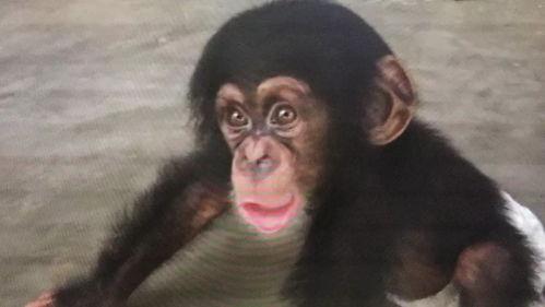 黑猩猩视频,揭秘灵长类动物的智慧与情感