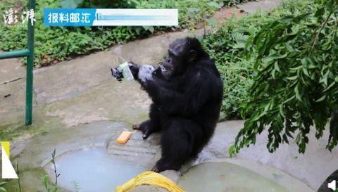 黑猩猩视频,揭秘灵长类动物的智慧与情感