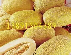 嘉兴哈密瓜价格今日行情,价格行情一览