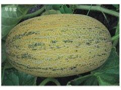 嘉兴哈密瓜价格今日行情,价格行情一览
