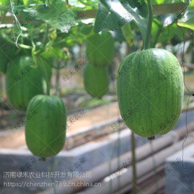 今日嫩瓜价格行情