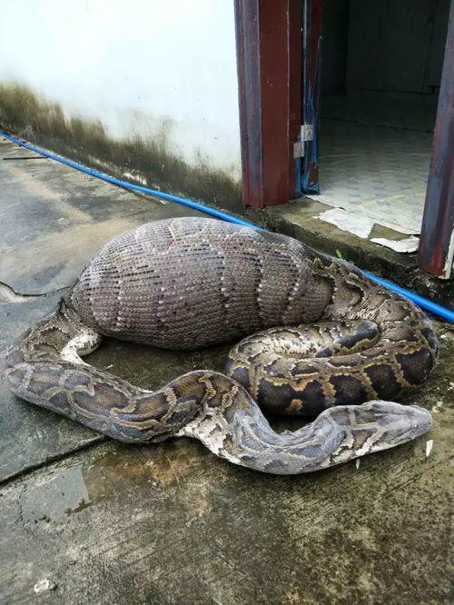 大蟒蛇视频,揭秘其神秘生活与捕食技巧
