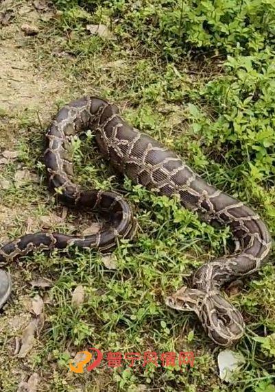 大蟒蛇视频,揭秘其神秘生活与捕食技巧