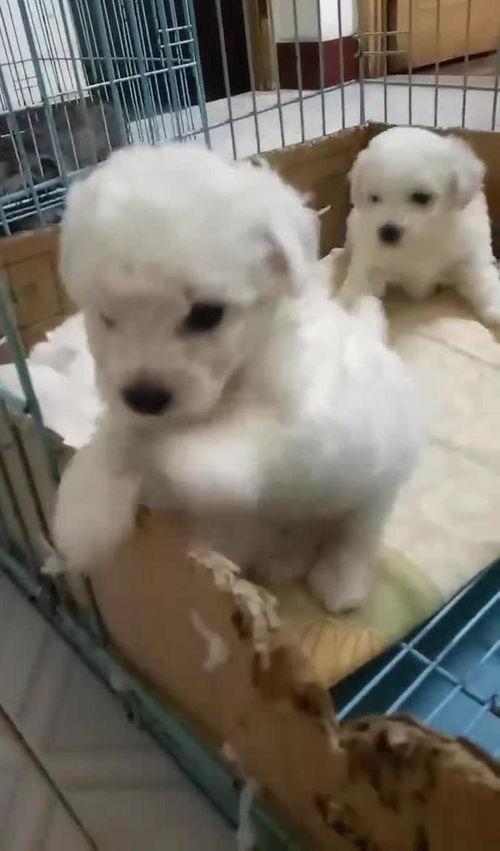萌狗视频