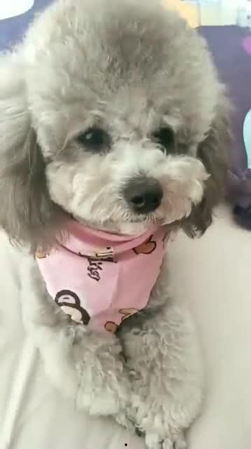 萌狗视频