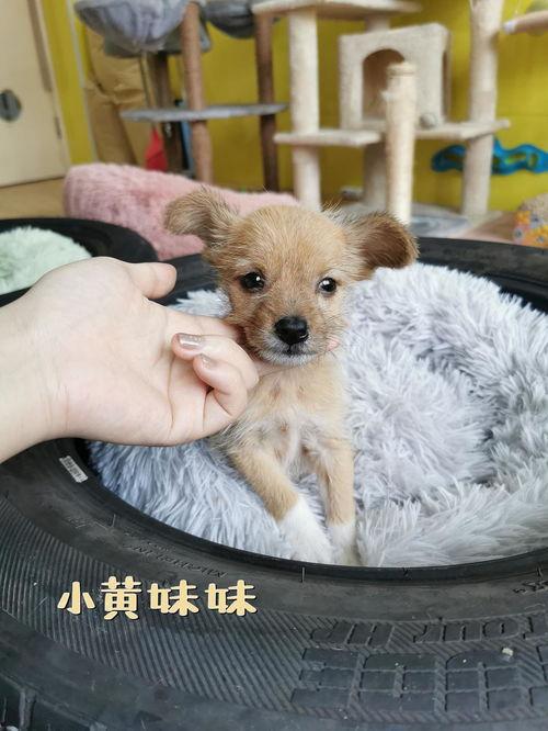萌狗视频
