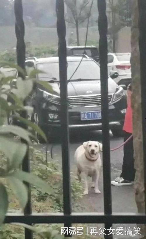 黑犬咬人白犬吃瓜视频,一场意外引发的围观