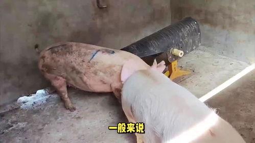 劁猪视频,传统技艺与现代伦理的碰撞