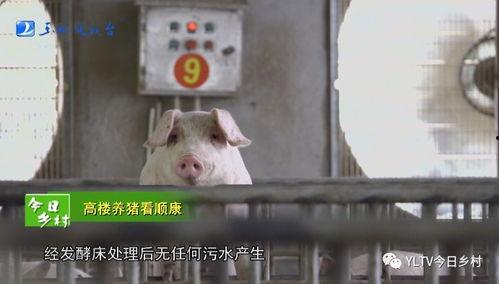 劁猪视频,传统技艺与现代伦理的碰撞