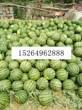 哈密瓜今日价格表最新