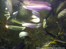 水族视频,跟随视频领略海洋生物的奇妙之旅